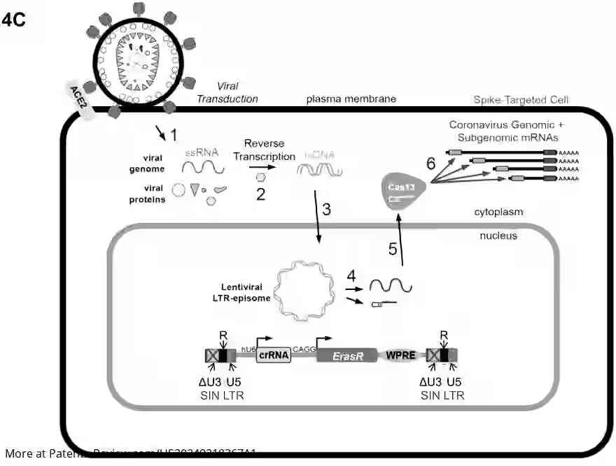 Drawing 01 for Targeted Destruction of Viral RNA by CRISPR-Cas13