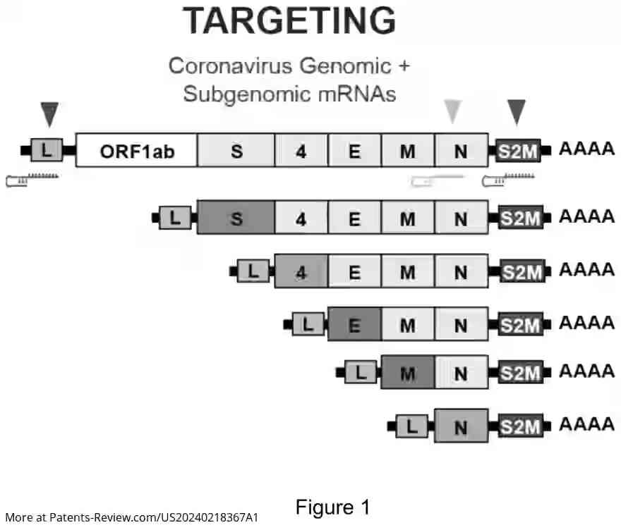 Drawing 02 for Targeted Destruction of Viral RNA by CRISPR-Cas13