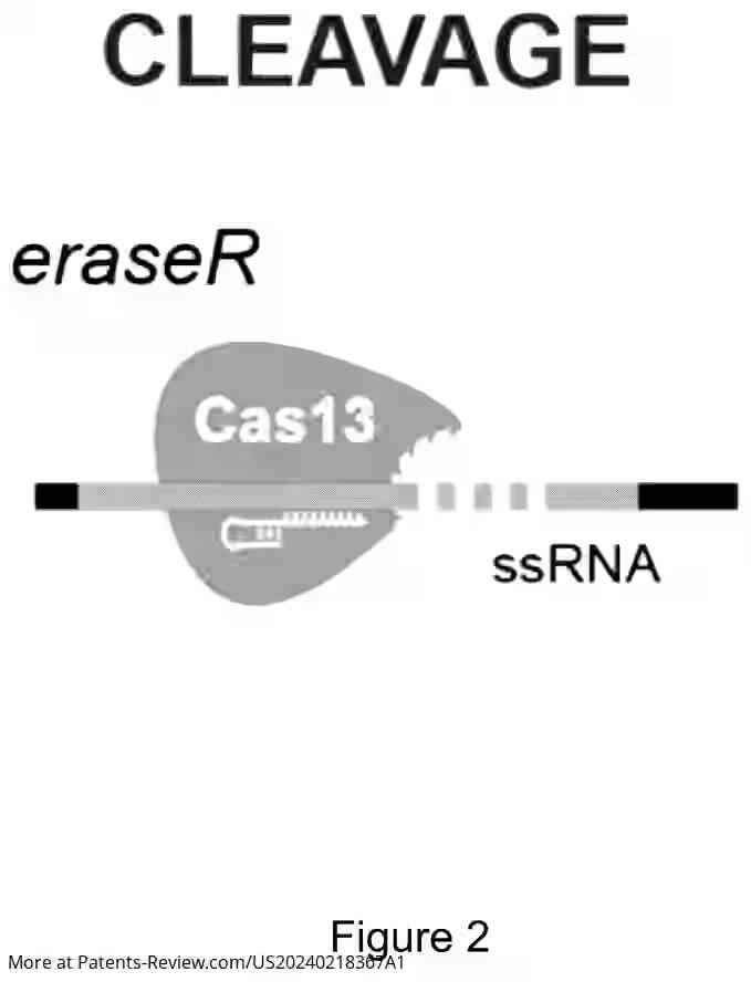 Drawing 03 for Targeted Destruction of Viral RNA by CRISPR-Cas13