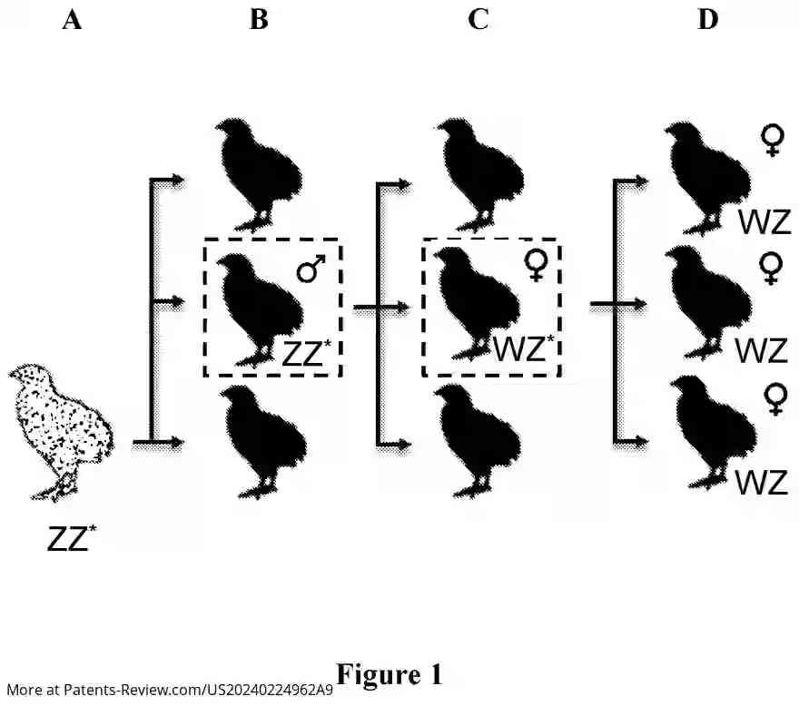 Drawing 02 for BIRDS FOR PRODUCING FEMALE HATCHLING AND METHODS OF PRODUCING SAME