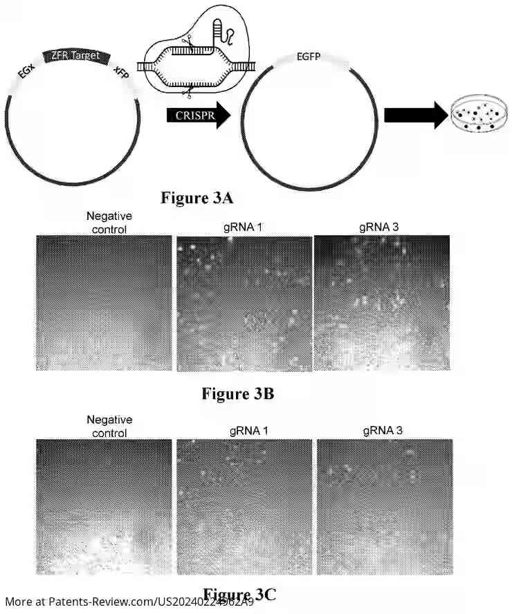 Drawing 04 for BIRDS FOR PRODUCING FEMALE HATCHLING AND METHODS OF PRODUCING SAME