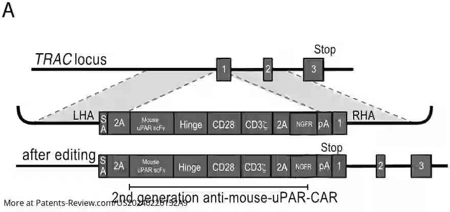 Drawing 01 for SENOLYTIC CRISPR CAR T CELLS PRODUCED BY CRISPR-CAS9 GENOME EDITING