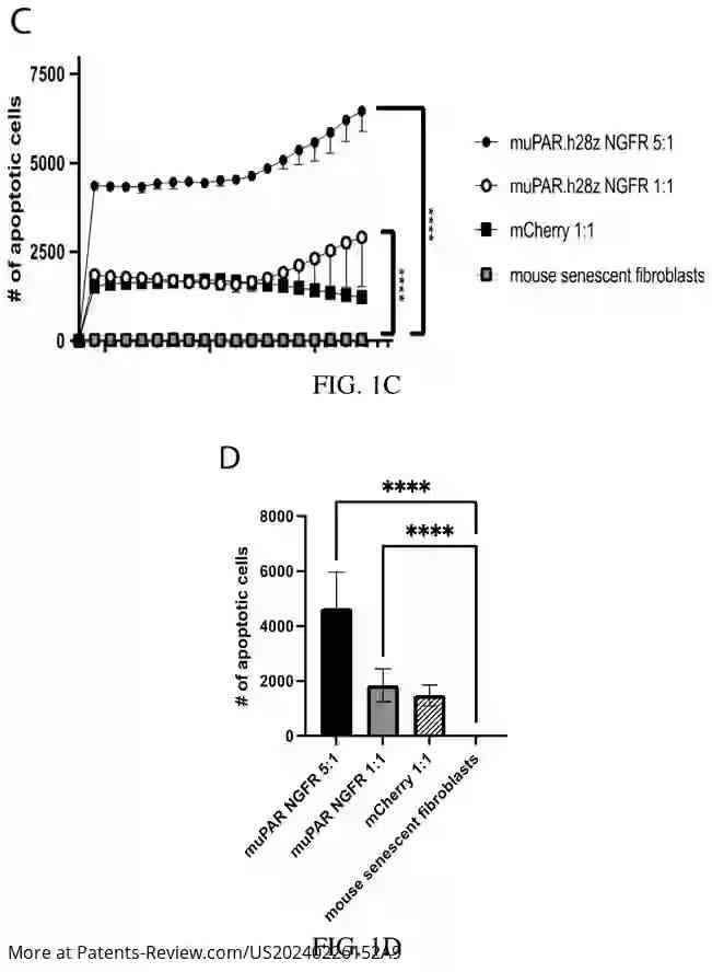 Drawing 03 for SENOLYTIC CRISPR CAR T CELLS PRODUCED BY CRISPR-CAS9 GENOME EDITING