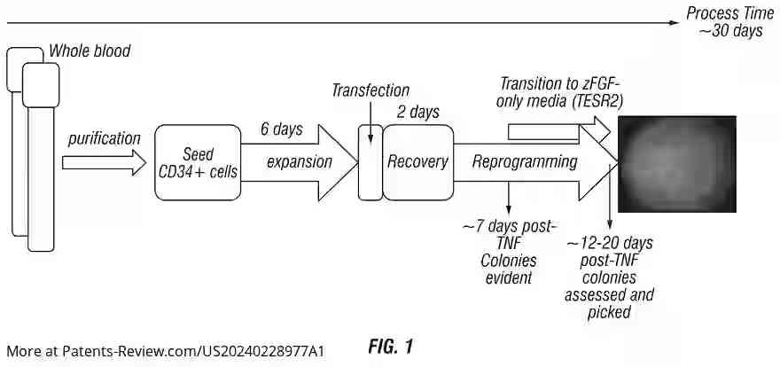 Drawing 02 for GENERATION OF INDUCED PLURIPOTENT STEM CELLS FROM SMALL VOLUMES OF PERIPHERAL BLOOD