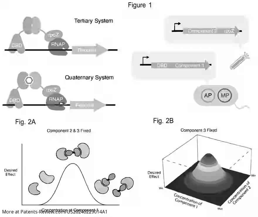 Drawing 02 for SYSTEM FOR THE DIRECTED EVOLUTION OF BIOMOLECULES IN MULTI-BODY COMPLEXES