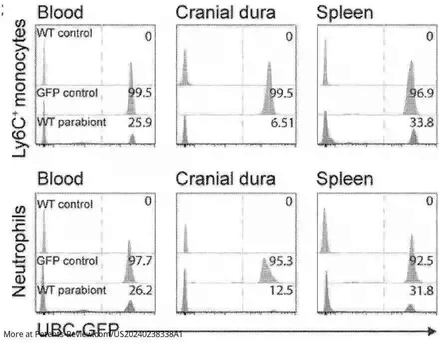 Drawing 01 for THERAPEUTIC APPLICATION OF SKULL BONE MARROW AND BRAIN BORDER-DERIVED CELLS