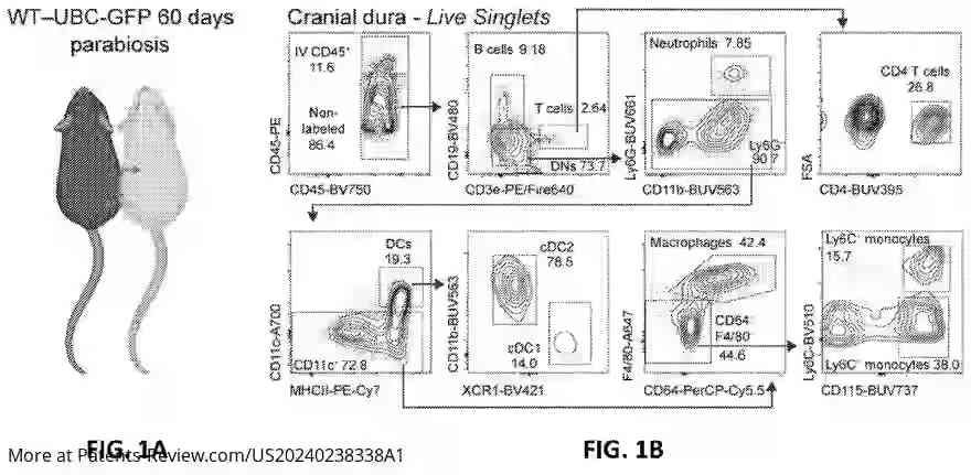 Drawing 02 for THERAPEUTIC APPLICATION OF SKULL BONE MARROW AND BRAIN BORDER-DERIVED CELLS