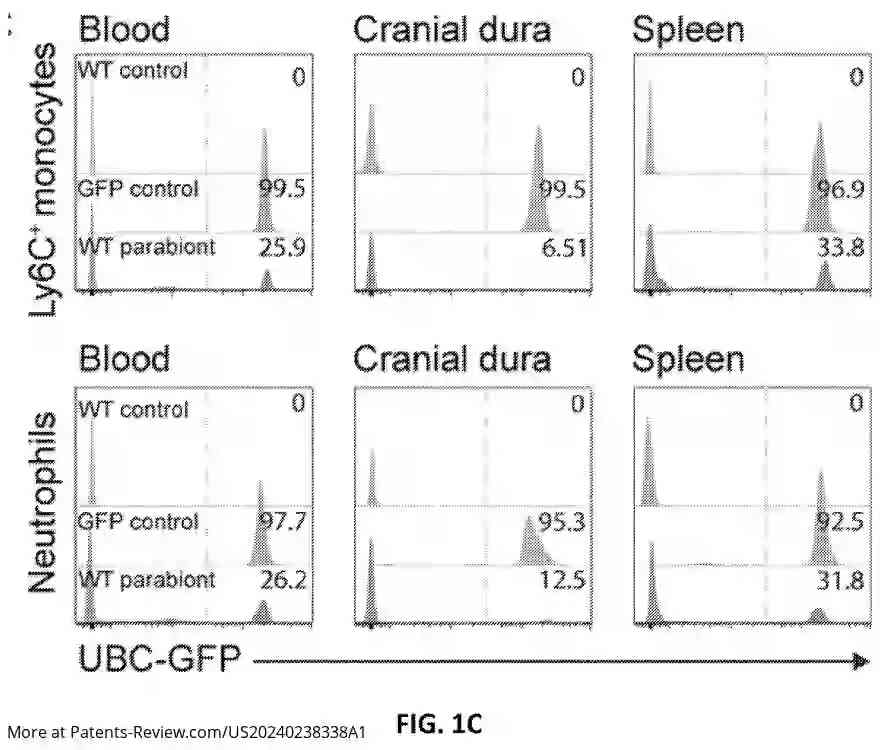 Drawing 03 for THERAPEUTIC APPLICATION OF SKULL BONE MARROW AND BRAIN BORDER-DERIVED CELLS