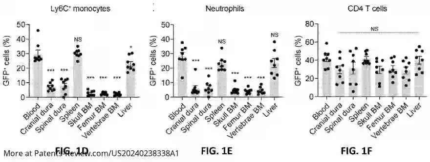 Drawing 04 for THERAPEUTIC APPLICATION OF SKULL BONE MARROW AND BRAIN BORDER-DERIVED CELLS