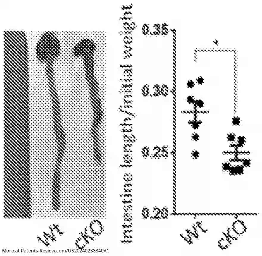 Drawing 01 for IMMUNOTHERAPY FOR INFLAMMATORY BOWEL DISEASE AND/OR CANCER