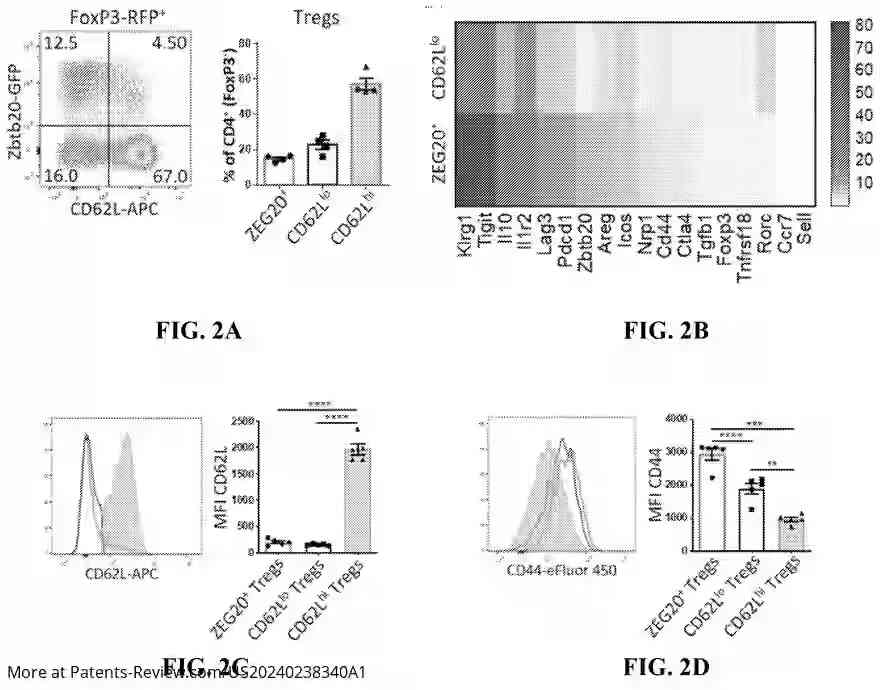 Drawing 04 for IMMUNOTHERAPY FOR INFLAMMATORY BOWEL DISEASE AND/OR CANCER