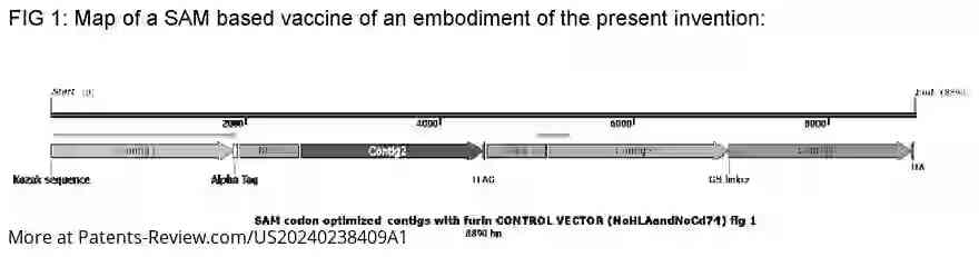 Drawing 02 for SARS-COV-2 MULTI-EPITOPE VACCINES