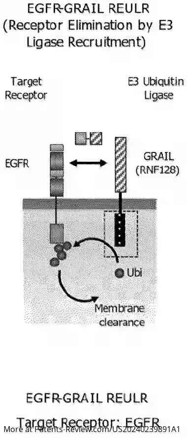 Drawing 01 for RECEPTOR ELIMINATION BY UBIQUITIN LIGASE RECRUITMENT