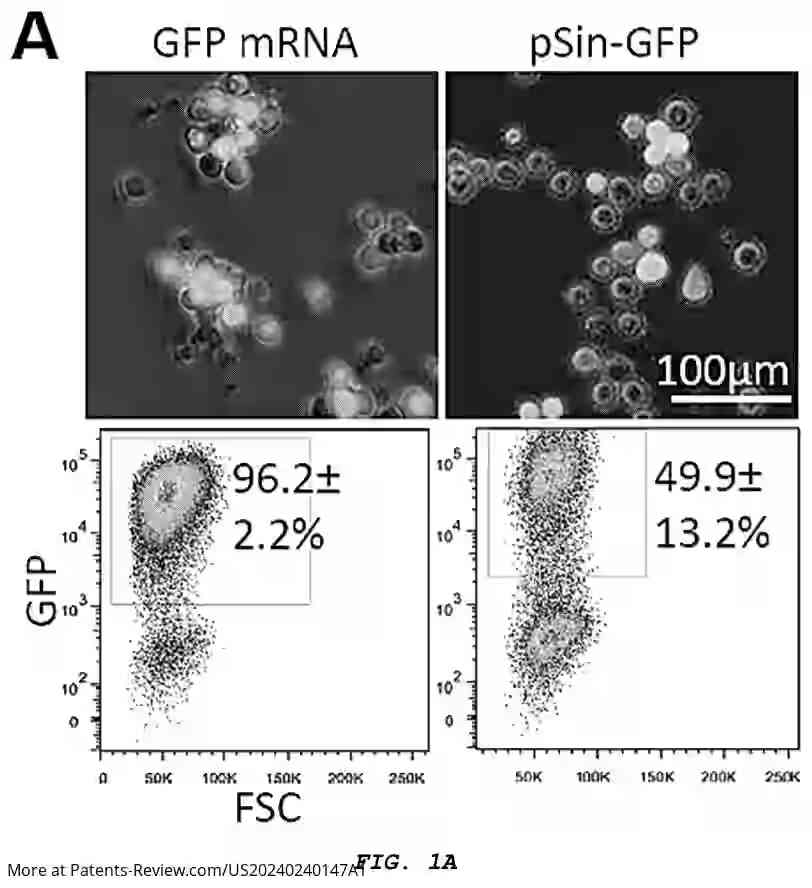 Drawing 02 for CHIMERIC ANTIGEN RECEPTOR-MODIFIED GRANULOCYTE-MACROPHAGE PROGENITORS FOR CANCER IMMUNOTHERAPY