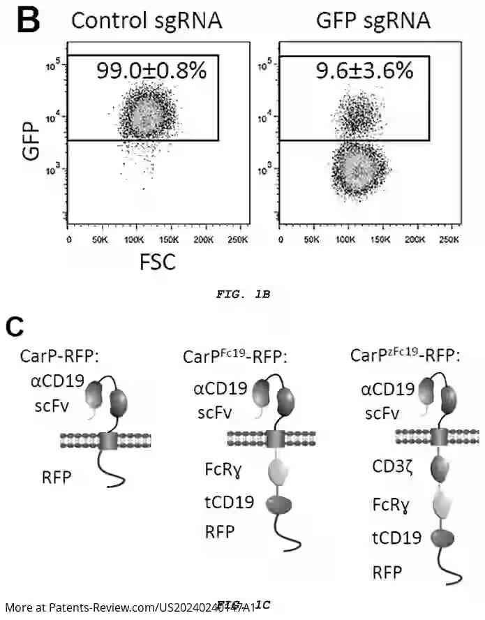 Drawing 03 for CHIMERIC ANTIGEN RECEPTOR-MODIFIED GRANULOCYTE-MACROPHAGE PROGENITORS FOR CANCER IMMUNOTHERAPY