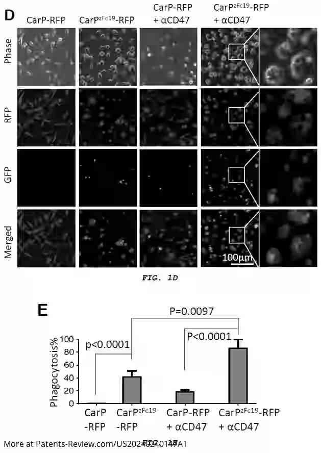 Drawing 04 for CHIMERIC ANTIGEN RECEPTOR-MODIFIED GRANULOCYTE-MACROPHAGE PROGENITORS FOR CANCER IMMUNOTHERAPY