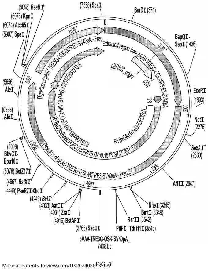 Drawing 03 for CELLULAR REPROGRAMMING TO REVERSE AGING AND PROMOTE ORGAN AND TISSUE REGENERATION