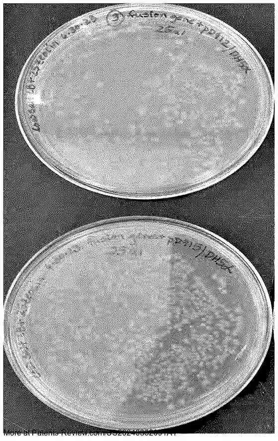 Drawing 01 for ANIMAL FREE- ALPHA-LACTALBUMIN AND BETA-LACTOGLOBULIN FUSION MILK PROTEINS AND A PROCESS FOR PREPARING THE SAME