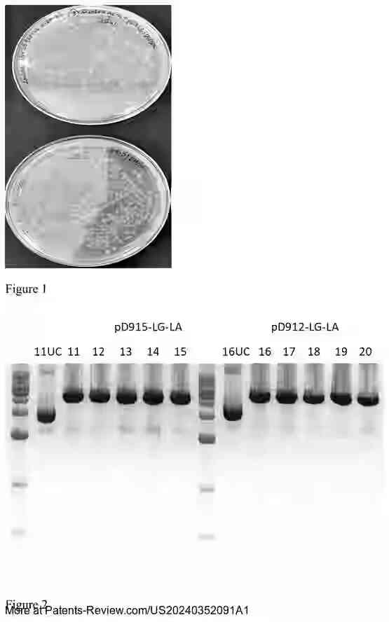 Drawing 02 for ANIMAL FREE- ALPHA-LACTALBUMIN AND BETA-LACTOGLOBULIN FUSION MILK PROTEINS AND A PROCESS FOR PREPARING THE SAME