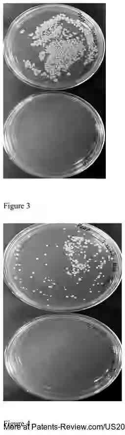 Drawing 03 for ANIMAL FREE- ALPHA-LACTALBUMIN AND BETA-LACTOGLOBULIN FUSION MILK PROTEINS AND A PROCESS FOR PREPARING THE SAME