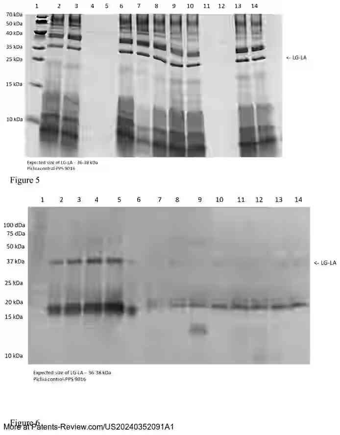 Drawing 04 for ANIMAL FREE- ALPHA-LACTALBUMIN AND BETA-LACTOGLOBULIN FUSION MILK PROTEINS AND A PROCESS FOR PREPARING THE SAME