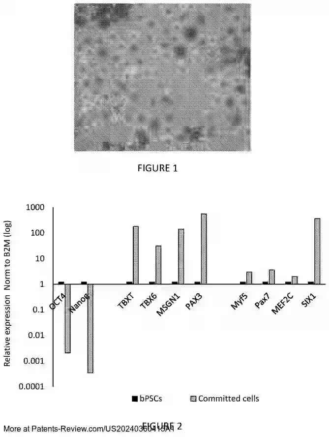 Drawing 02 for MUSCLE CELLS DIFFERENTIATED FROM PLURIPOTENT CELLS, METHODS OF PRODUCING SAME AND USE THEREOF