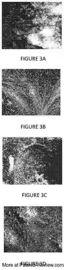 Drawing 03 for MUSCLE CELLS DIFFERENTIATED FROM PLURIPOTENT CELLS, METHODS OF PRODUCING SAME AND USE THEREOF