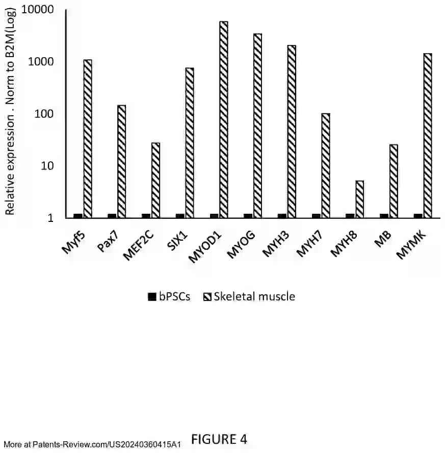 Drawing 04 for MUSCLE CELLS DIFFERENTIATED FROM PLURIPOTENT CELLS, METHODS OF PRODUCING SAME AND USE THEREOF