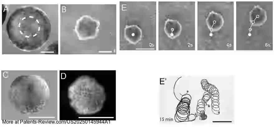Drawing 01 for ENGINEERED MULTICELLULAR CILIATED ORGANISMS AND KINEMATIC SELF-REPLICATION THEREOF