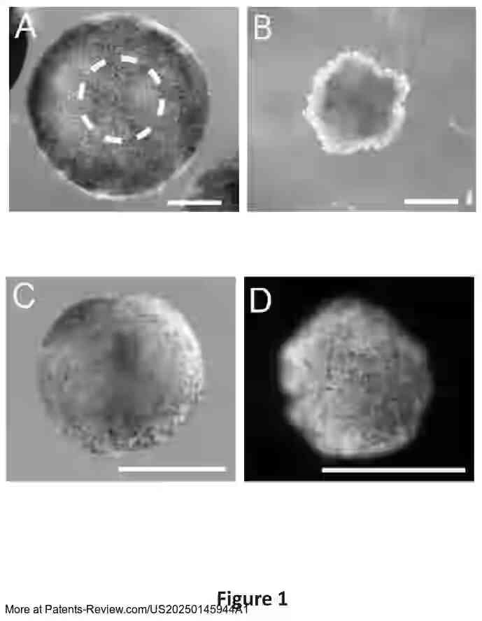 Drawing 02 for ENGINEERED MULTICELLULAR CILIATED ORGANISMS AND KINEMATIC SELF-REPLICATION THEREOF