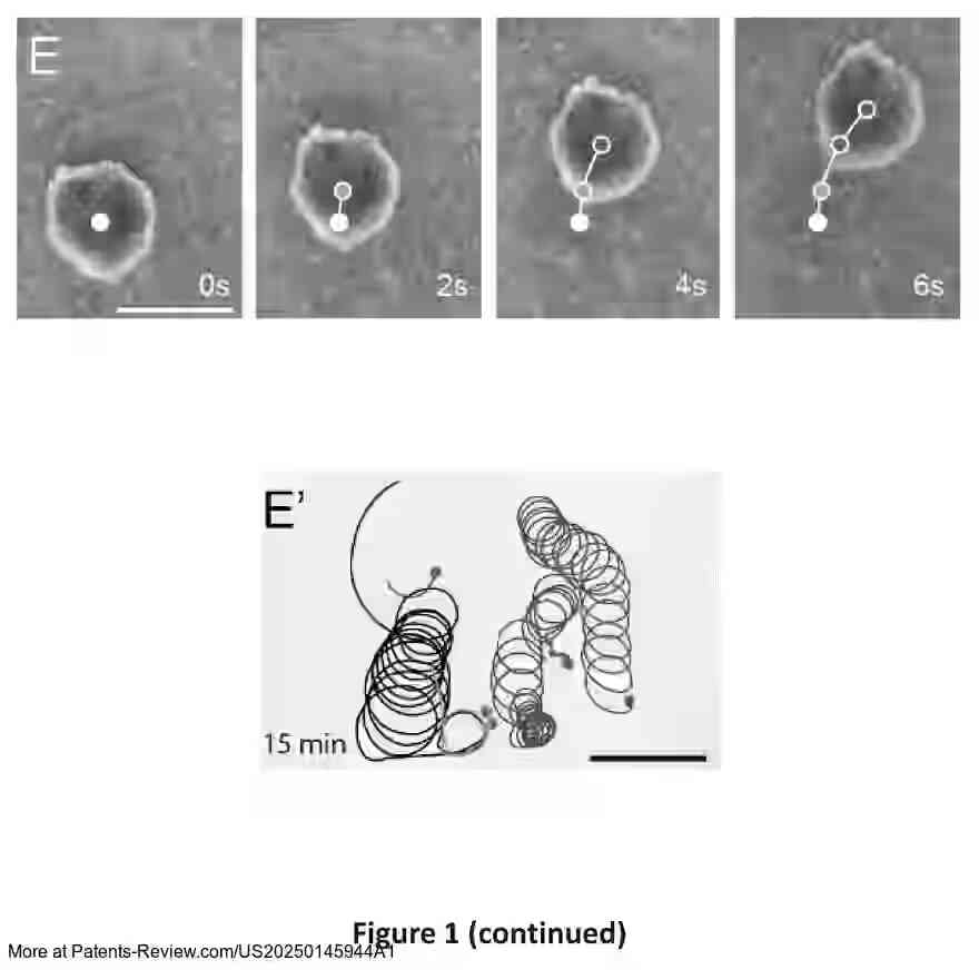 Drawing 03 for ENGINEERED MULTICELLULAR CILIATED ORGANISMS AND KINEMATIC SELF-REPLICATION THEREOF