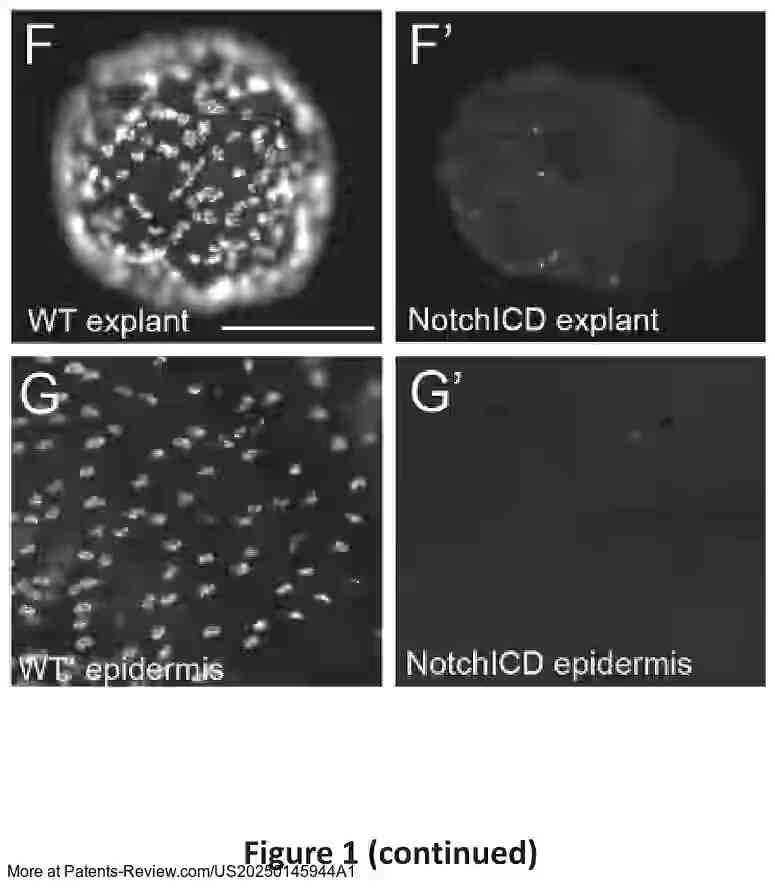 Drawing 04 for ENGINEERED MULTICELLULAR CILIATED ORGANISMS AND KINEMATIC SELF-REPLICATION THEREOF