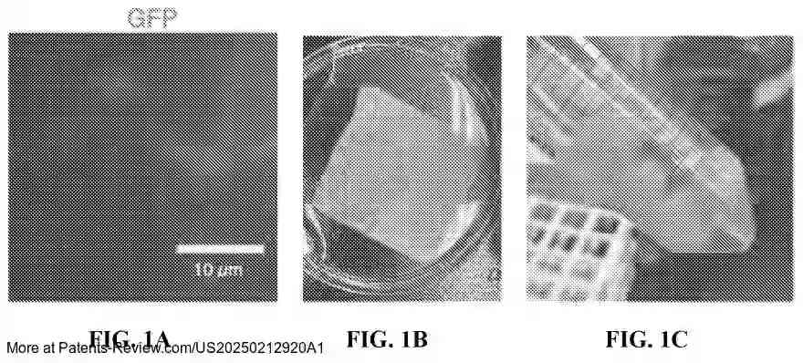 Drawing 02 for METHODS AND COMPOSITIONS FOR THE PRODUCTION OF CELL-BASED MEAT PRODUCTS