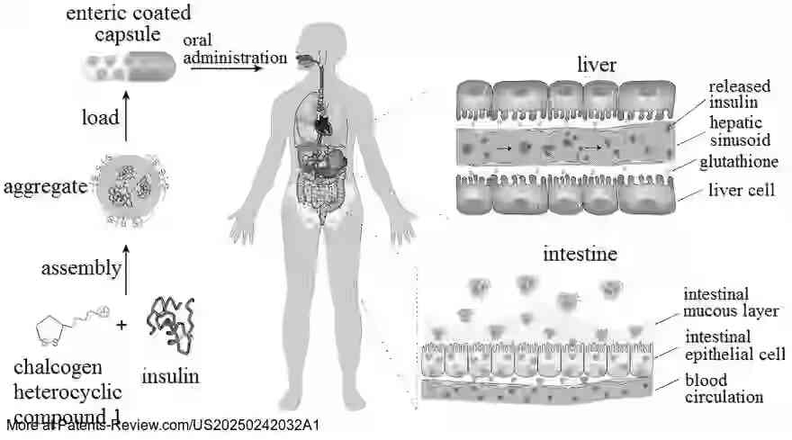 Drawing 01 for AGGREGATE FORMED BY MEANS OF ASSEMBLING CHALCOGEN HETEROCYCLIC COMPOUND AND INSULIN, AND PREPARATION METHOD THEREFOR, AND INSULIN ORAL PREPARATION
