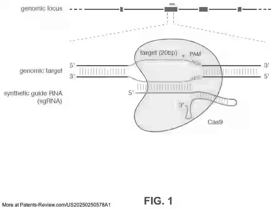 Drawing 02 for CRISPR-CAS COMPONENT SYSTEMS, METHODS AND COMPOSITIONS FOR SEQUENCE MANIPULATION