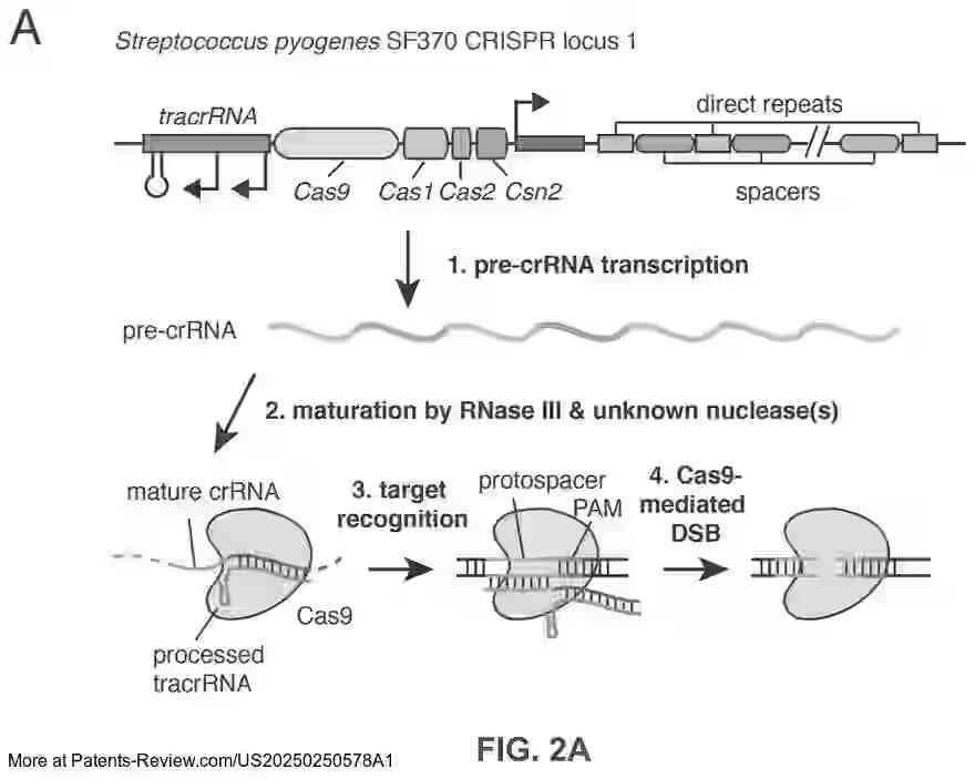 Drawing 03 for CRISPR-CAS COMPONENT SYSTEMS, METHODS AND COMPOSITIONS FOR SEQUENCE MANIPULATION