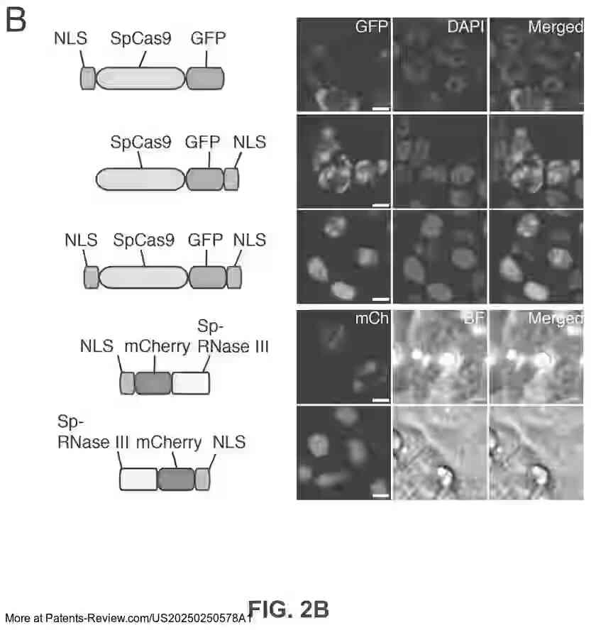 Drawing 04 for CRISPR-CAS COMPONENT SYSTEMS, METHODS AND COMPOSITIONS FOR SEQUENCE MANIPULATION