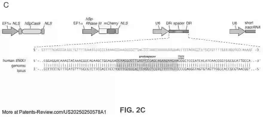 Drawing 05 for CRISPR-CAS COMPONENT SYSTEMS, METHODS AND COMPOSITIONS FOR SEQUENCE MANIPULATION