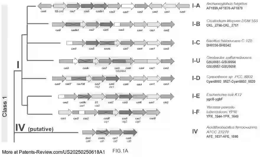 Drawing 02 for CRISPR ENZYMES AND SYSTEMS