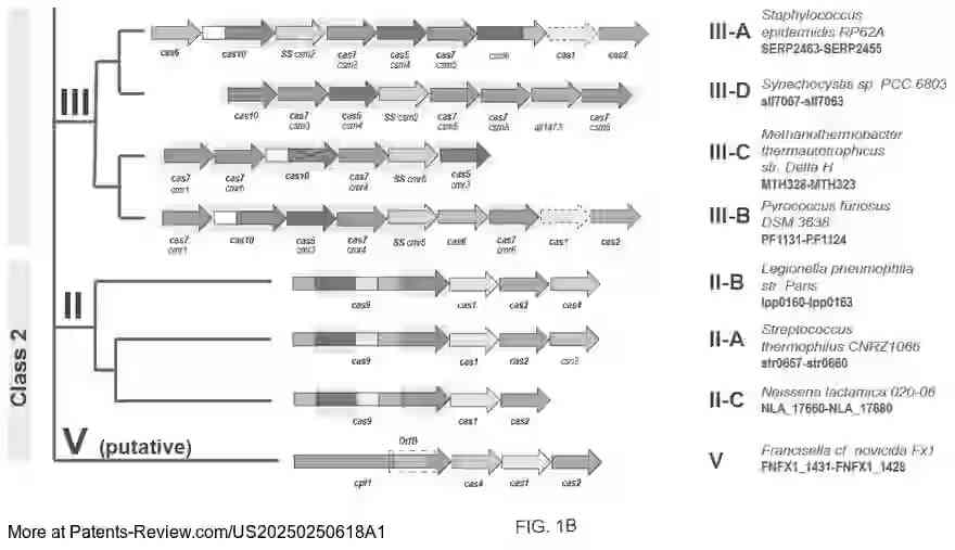 Drawing 03 for CRISPR ENZYMES AND SYSTEMS