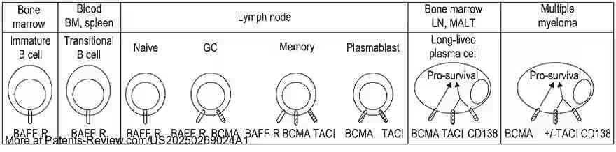 Drawing 01 for BCMA-TARGETED CAR-T CELL THERAPY FOR MULTIPLE MYELOMA