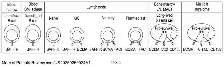 Drawing 02 for BCMA-TARGETED CAR-T CELL THERAPY FOR MULTIPLE MYELOMA